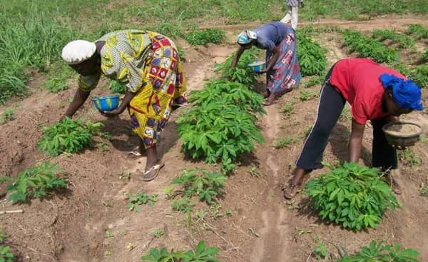 cassava-farming