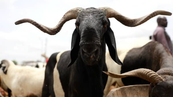 2017-08-28T180524Z_834267286_RC1FDBFE1220_RTRMADP_3_RELIGION-EID-e1595874838315-1062×598