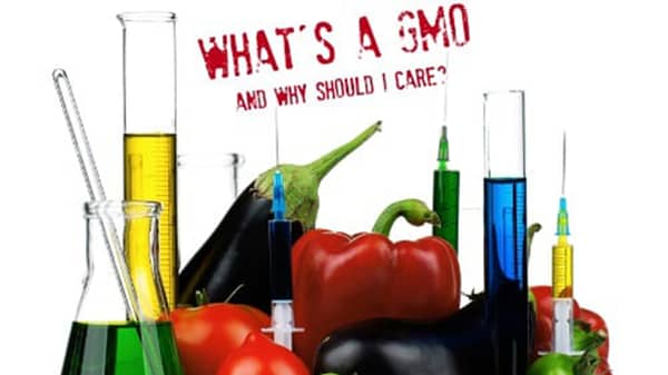 GMO