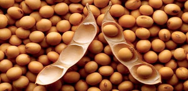 soybean-fun-facts