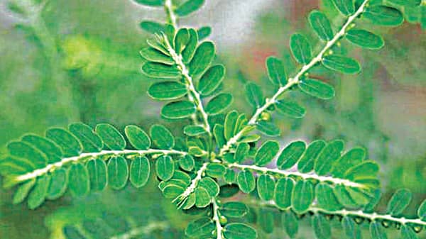 Phyllanthus amarus
