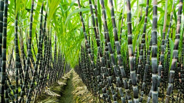 Sugarcane