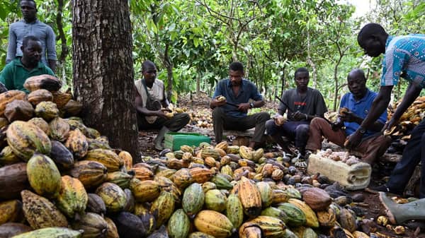 ICOAST-ECONOMY-AGRICULTURE-COCOA-ORGANIC