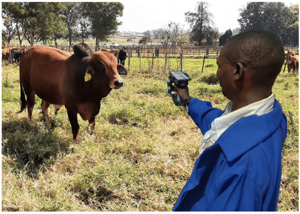 E-Livestock Global Launch Mastercard Blockchain-Based Solution to Bring Visibility to the Cattle Industry in Zimbabwe