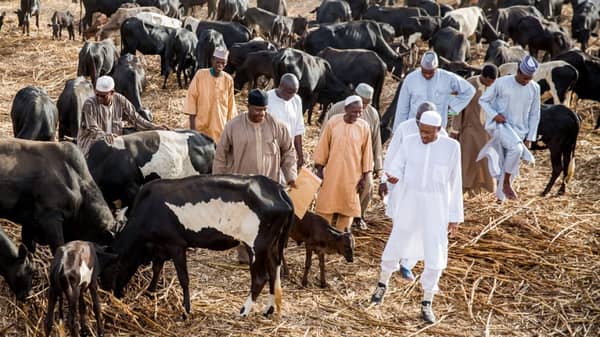 Buhari and his cows