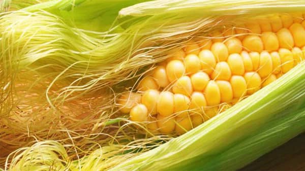 Corn-silk