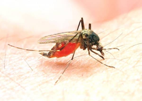 Malaria Elimination Drive on Right Track