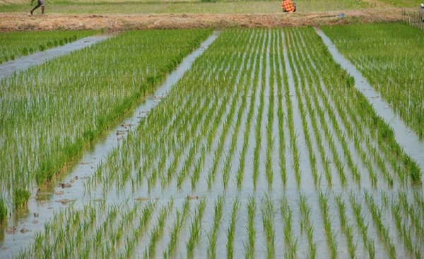 Rice farming