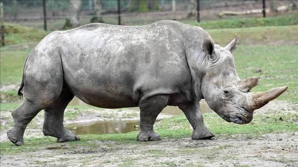 Rhinoceros – Anadolu Agency