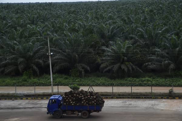 NIGERIA-AGRICULTURE-ECONOMY-PALM OIL