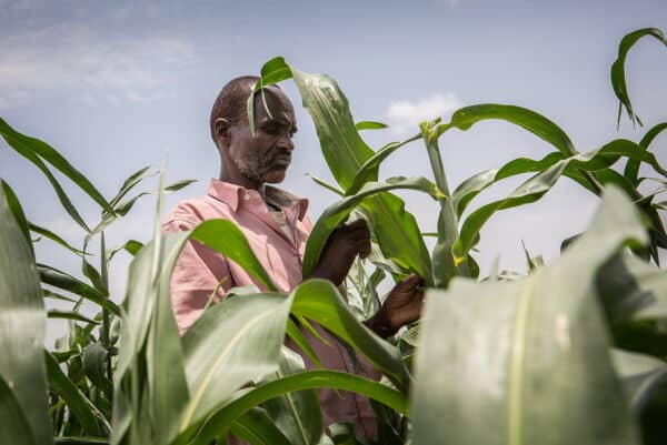 Transforming Africa’s Agrifood Systems Requires Coordinated Policies Across Sectors