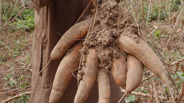 Cassava