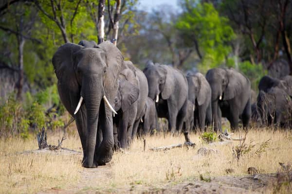 Elephants in herds. Photo Timbuktu Travels