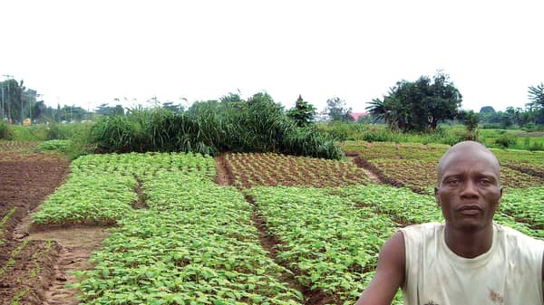A vegetable farmer at LASU area, Lagos