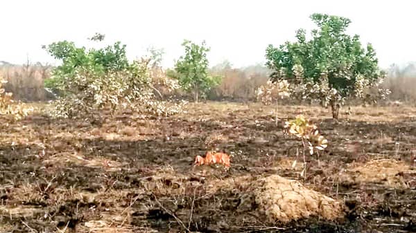 A-cashew-farm-allegedly-set-ablaze-by-herders