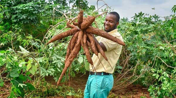 Cassava