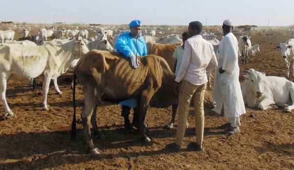 Indian vets partner with local authorities in Renk to treat livestock