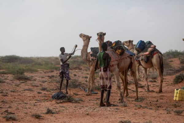 Somalia: New data show how drought in the Horn of Africa is driving up acute hunger