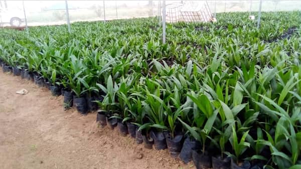 Palm oil seedlings