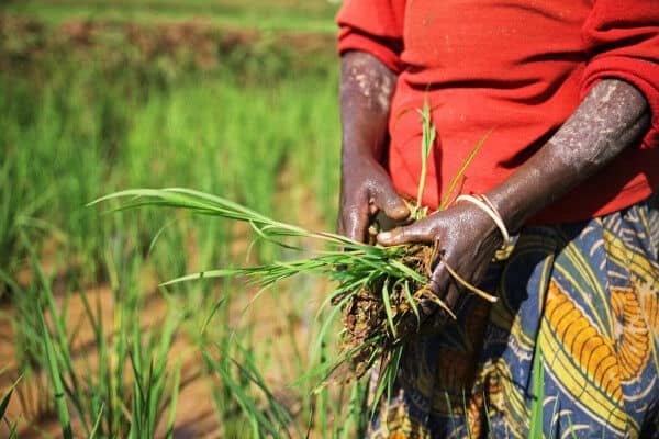 The Gambia: African Development Fund Approves Additional $3.3 Million Financing for Rice Value Chain Transformation Program