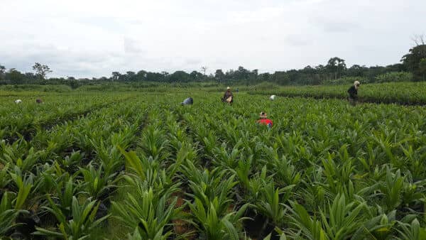 Cameroon: African Development Fund approves €63 million loan to boost food security