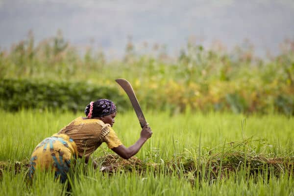 African Development Bank extends €121 million food-production loan to Senegal to cushion impacts of war in Ukraine