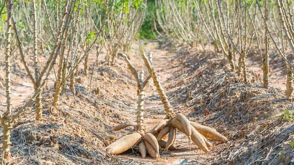 Cassava roots