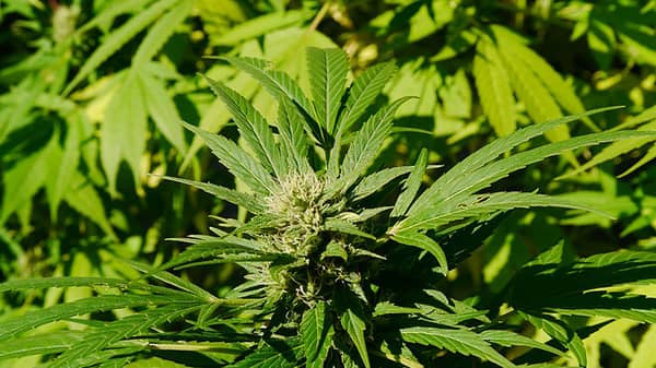 Cannabis sativa female