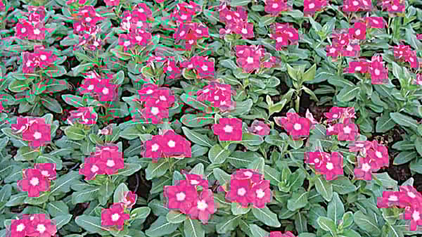 Red cultivars