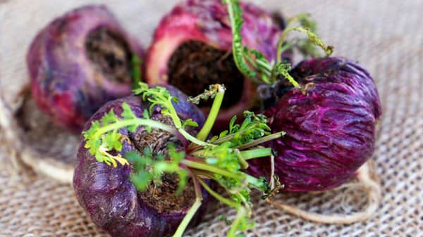 lepidium-peruvianum-purple-s__88291