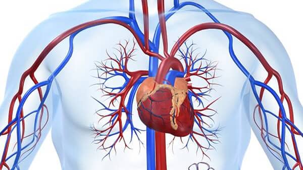 cardiovascular-system