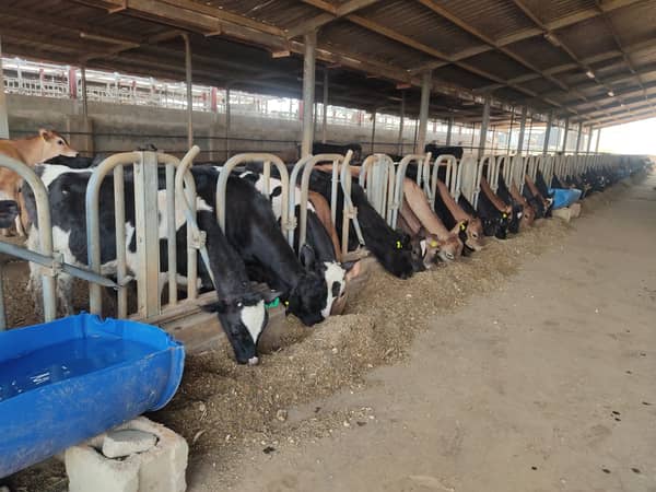U.S. Jersey cattle at the Ikun Dairy farm in Ekiti State 2