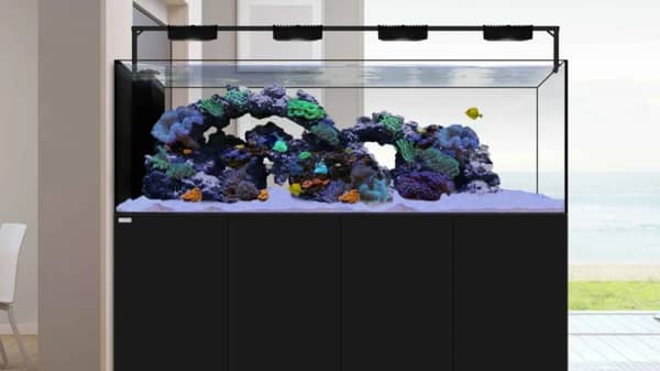 waterbox-peninsula-6025-wit_7.png_May-23-2020-424pm copy