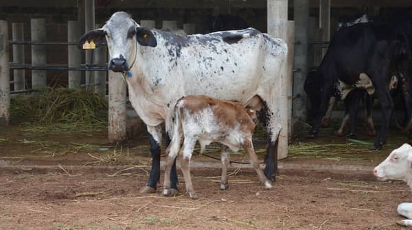 benin-cow-and-calf-1140×640