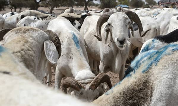 SENEGAL-UNREST-POLITICS-ECONOMY-RELIGION