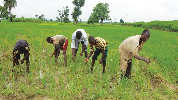 Nigerian family working on the farm