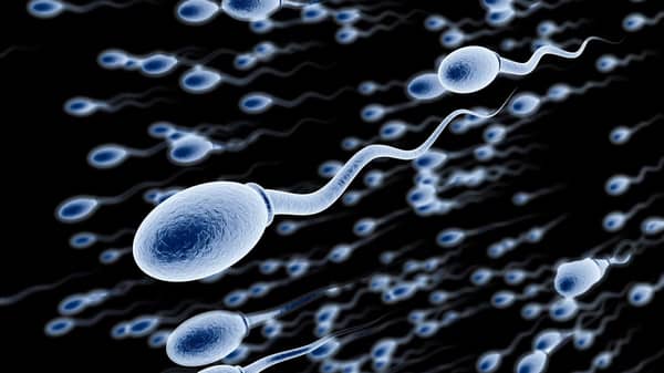 Sperm cells