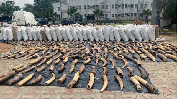 Intercepted smuggled Pangolin scales