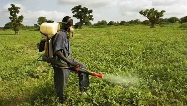 A farmer applying pesticide on a plantation