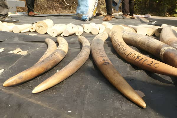 Elephant-Tusks-Nigeria-Destroyed-3