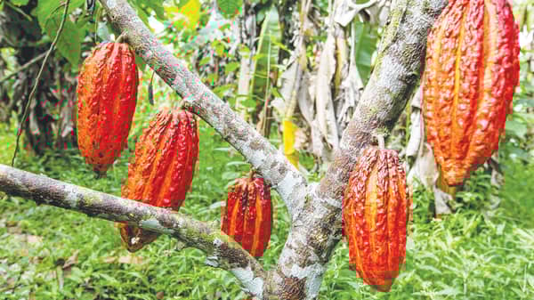 Cocoa tree