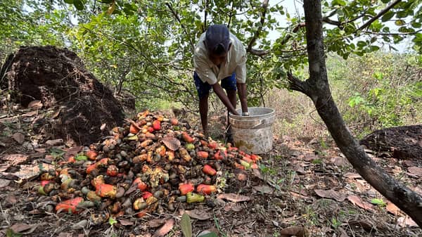 worker-collectiong-cashew-nut-in-ratnagiri-scaled