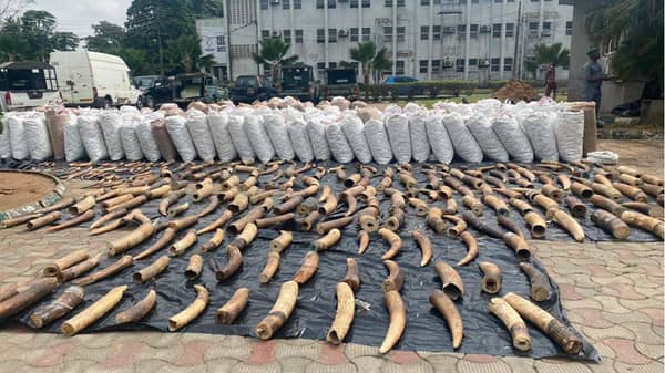 Intercepted smuggled Pangolin scales