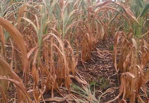 FB_IMG_1722996552975