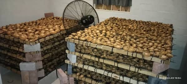 saps-arrest-man-with-27-bags-640kg-of-poached-dry–saps-arrest-man-with-27-bags-640kg-of-poached-dry–F0FE0BBD6FE82B0E124CC9D3D632AC5E