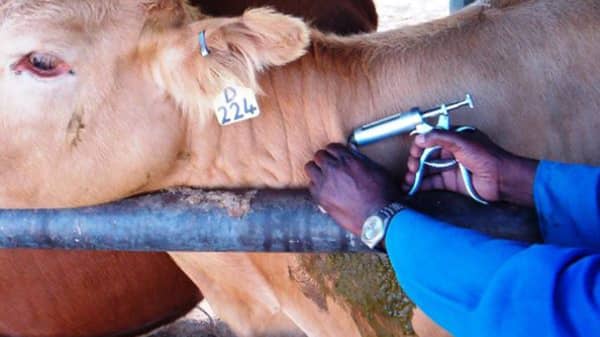 most diseases encountered in the farm feedlot can only be manage