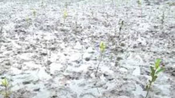 Mangrove-restoration