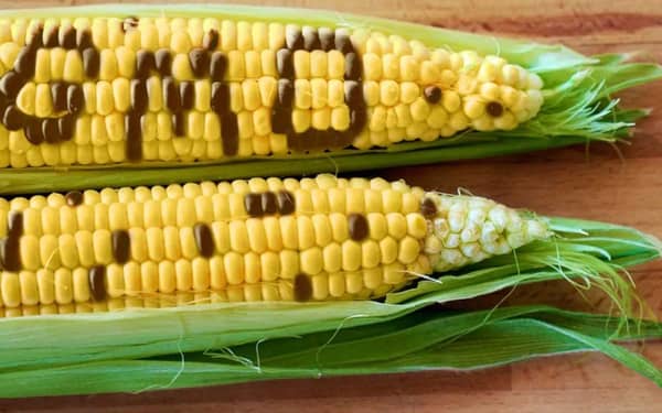 GMO-Maize-pix
