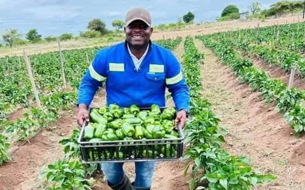 A-farmer-harvesting-green-pepper