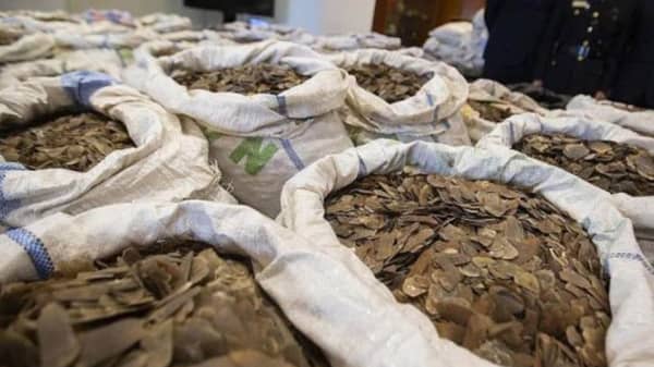 pangolin-scales-seizure-Nigeria